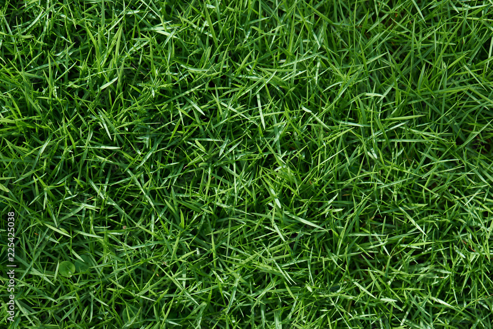 Clean green grass