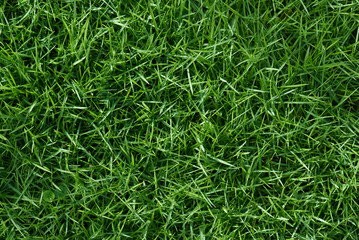 Clean green grass