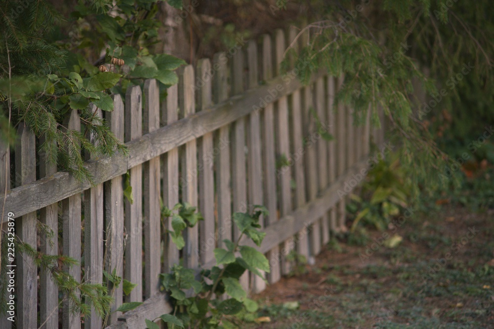 Wooden fence beside lawn and spruce trees