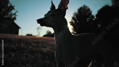 Italian Greyhound dog standing in the grass at sunset. photo