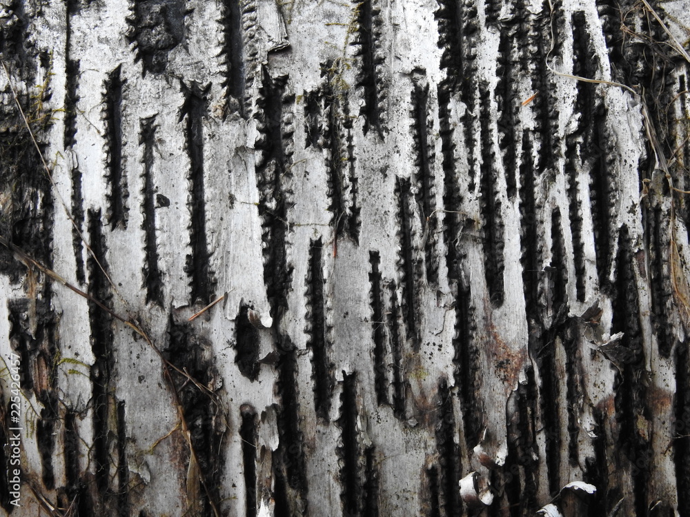 Obraz premium Birch Wood