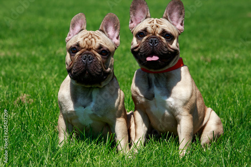 Dog breed French Bulldog