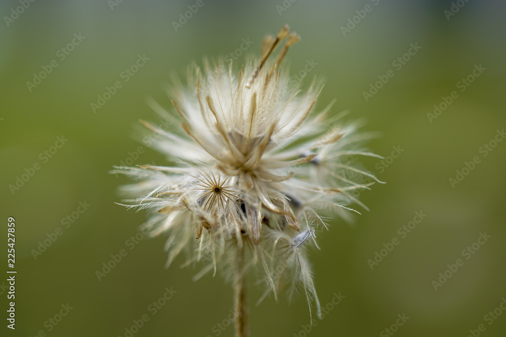 dandelion spores macro
