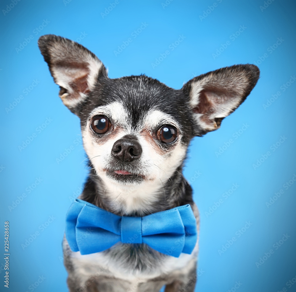 cute chihuahua with a bow tie on isolated on a blue background