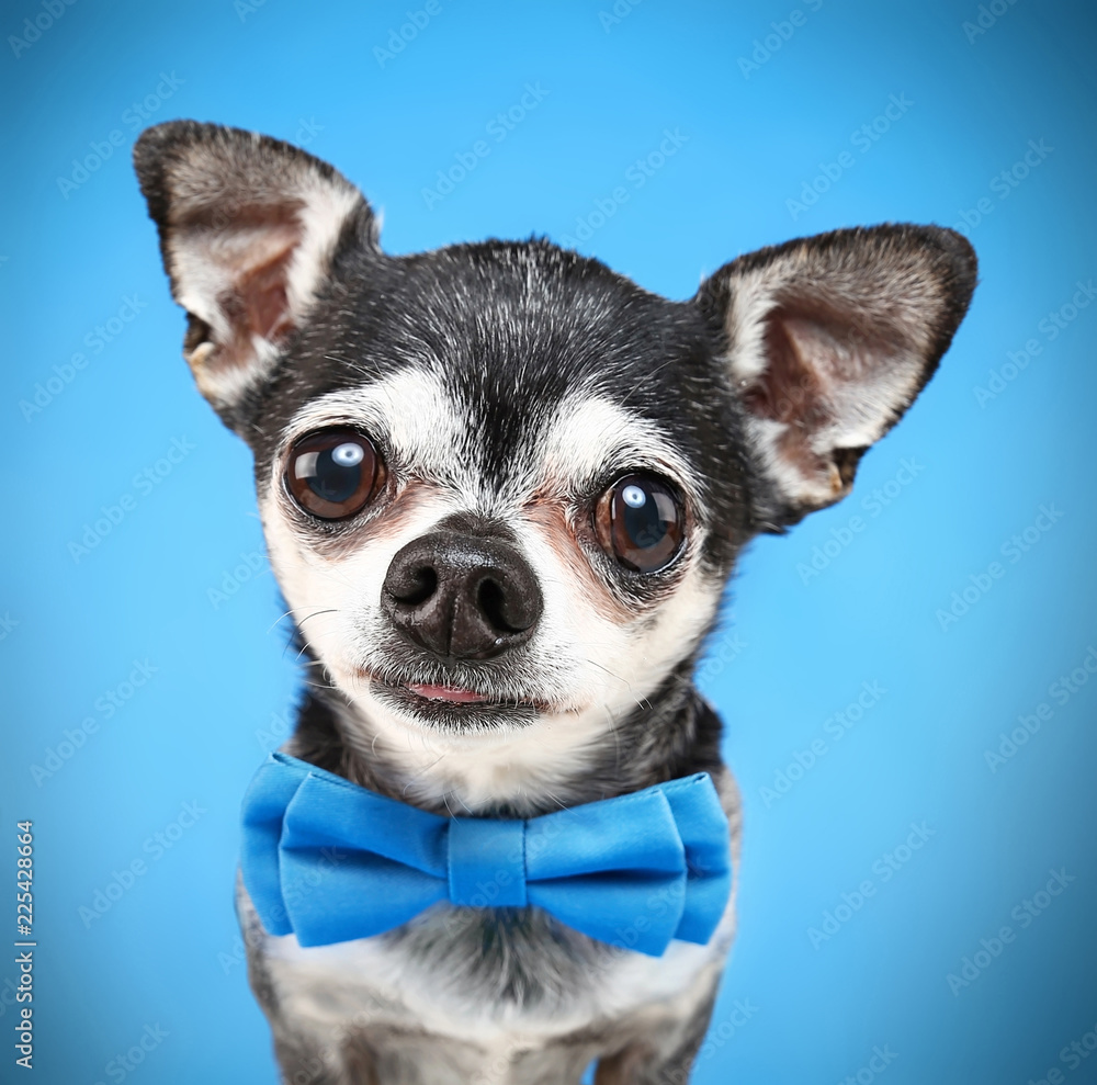 cute chihuahua with a bow tie on isolated on a blue background cute chihuahua with a bow tie on isolated on a blue background