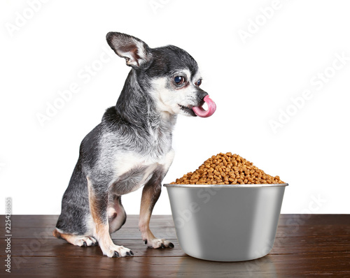 cute chihuahua sitting in front of a giant bowl of dog food on an isolated white background studio shot © annette shaff