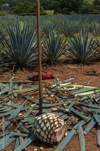 La jima en el campo de agave para el tequila.