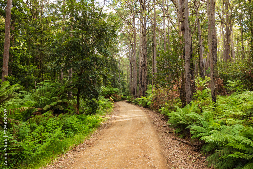 Obraz premium Forested Dirt Road