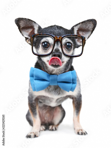 cute chihuahua with a bow tie and reading glasses on isolated on a white background