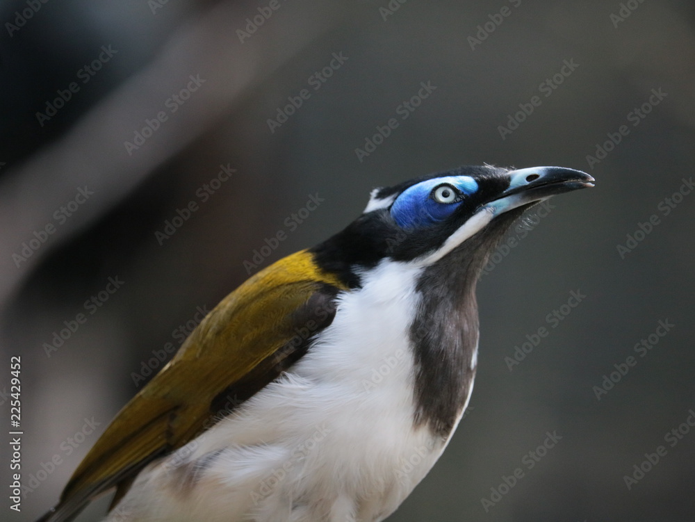 Naklejka premium Honey Eater Bird Australia