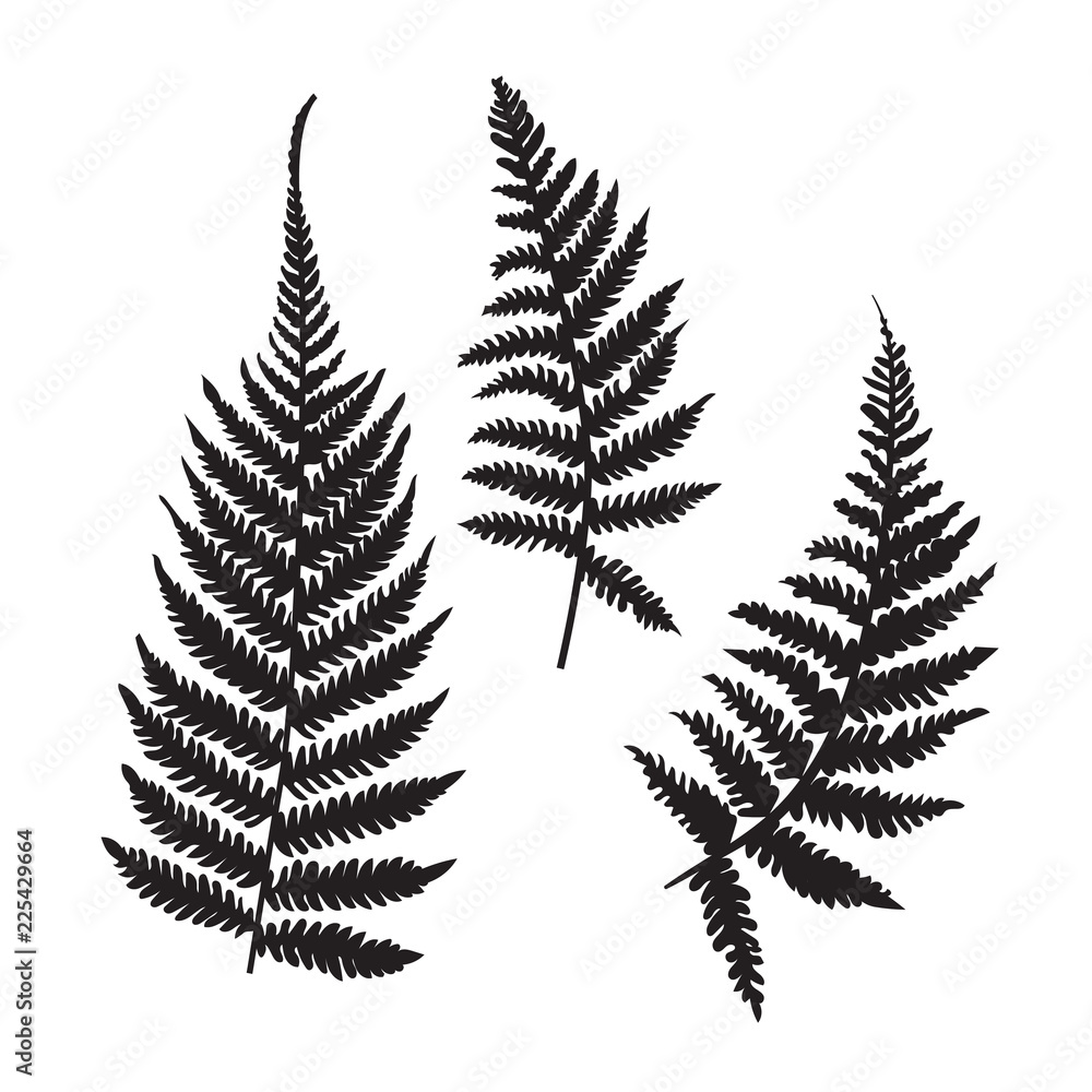 Vector fern silhouette collection. Black isolated prints of fern leaves