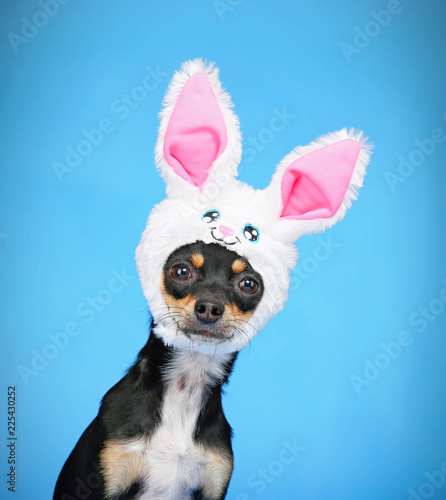 cute chihuahua with a rabbit ear hat on  isolated on a blue background