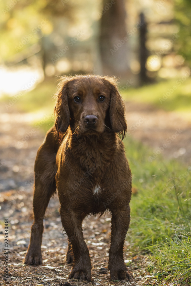 Light brown springer spaniel outside in the countryside Light brown springer spaniel outside in the countryside