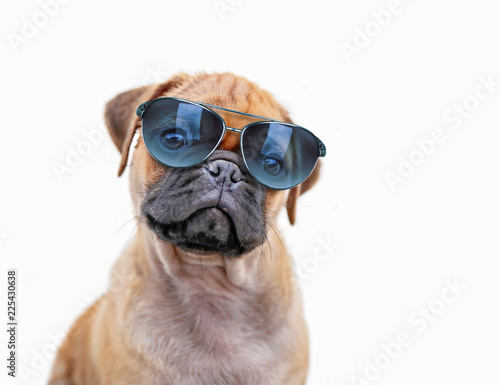 pug chihuahua mix puppy dog isolated on a white background wearing sunglasses