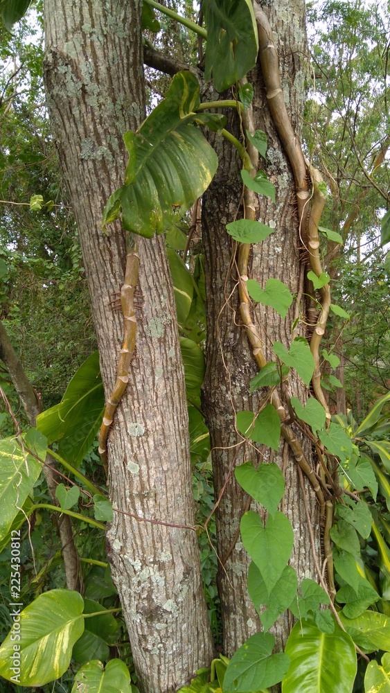 Lianes on the tree Lianes on the tree