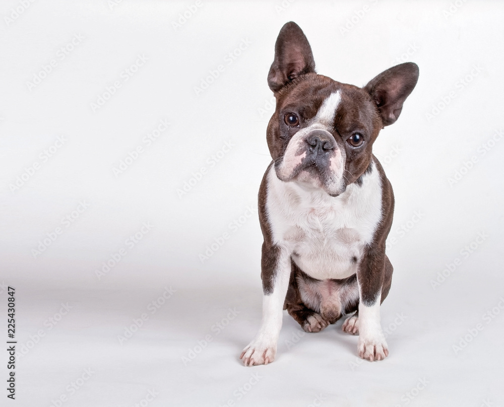 cute boston terrier puppy isolated on a white background studio shot