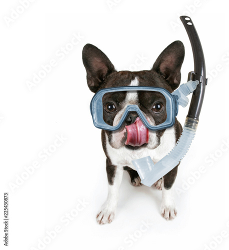 cute boston terrier puppy isolated on white with his tongue out licking his nose © annette shaff