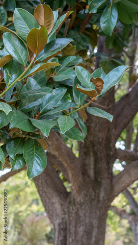 vegetation 