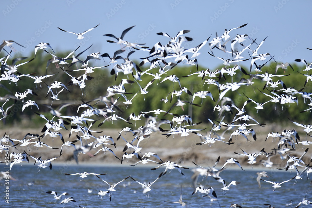 Fototapeta premium The birds of the sea
