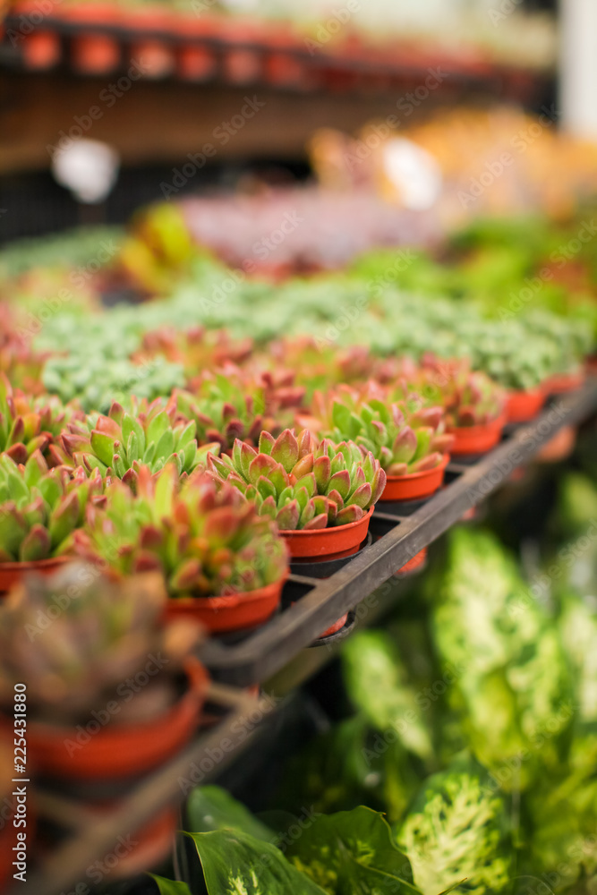 Close up view of many different variety and colorful young succulent plants in small pots for sale in the market