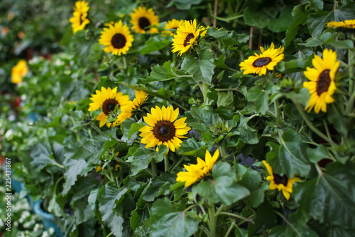 bunch of fresh yellow sunflowers ready for sale at flower farmer market