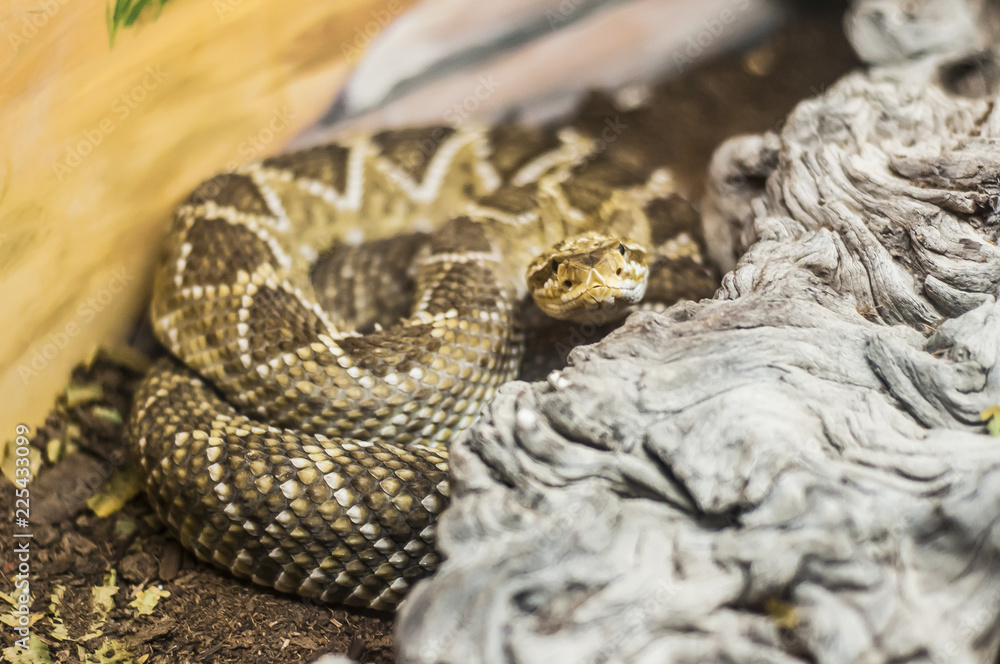 Obraz premium Snake at the reptile park in La Paz, MEXICO