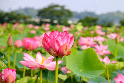 伊豆沼の蓮