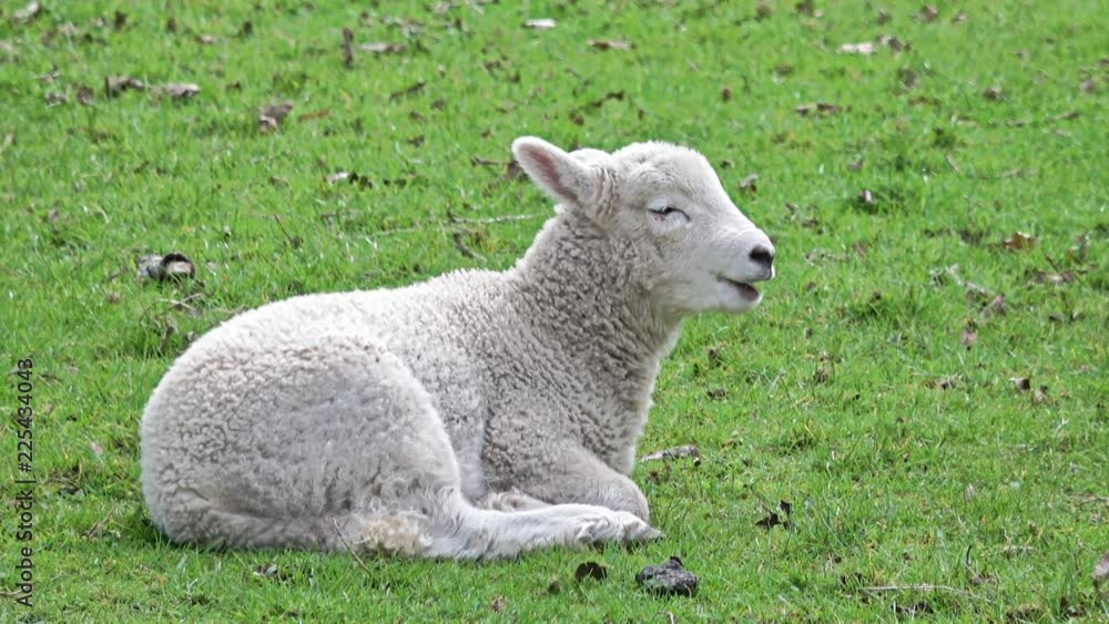 A sheep lying on grass resting and ruminating A sheep lying on grass resting and ruminating