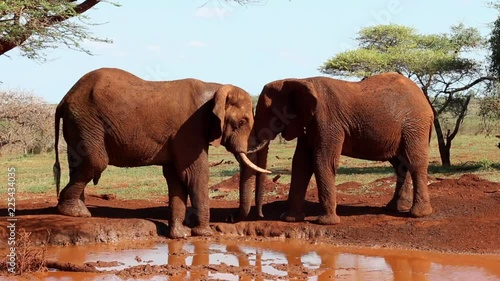 A small group of elephants, Loxodonta africana wrestle? for dominance at a small waterhole during winter at Zimanag Private Game reserve in Kwa-Zulu Natal region of South Africa photo