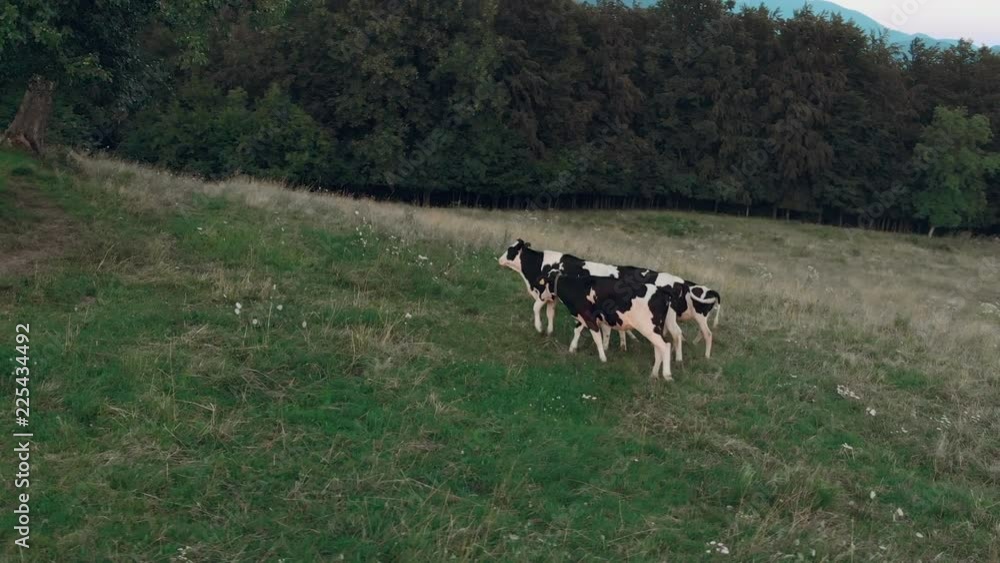 Black and white cows walking away from the camera on a green field with a beautiful mountain view. Cute Animals. Free-range dairy. Milk cow eating grass. Free. 4K. Black and white cows walking away from the camera on a green field with a beautiful mountain view. Cute Animals. Free-range dairy. Milk cow eating grass. Free. 4K.