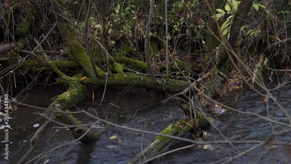 Forest river and old snags covered with moss in the water Forest river and old snags covered with moss in the water