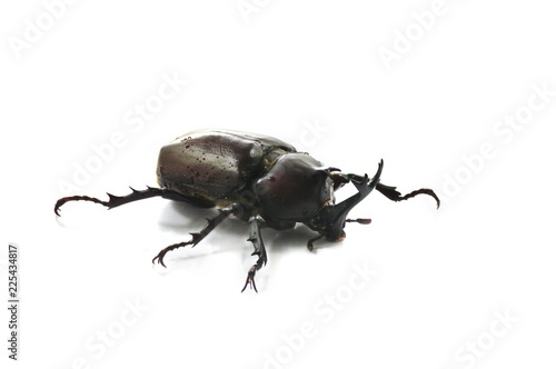 Japanese rhinoceros beetle