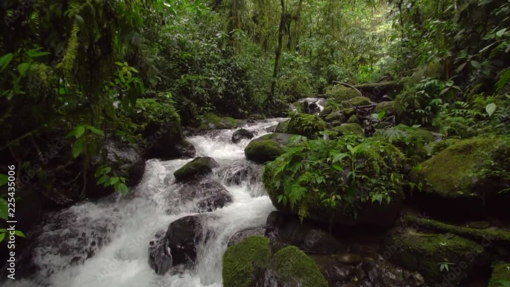 Slow motion shot of a clear water mountain stream running through pristine montane rainforest in Carchi province in Western Ecuador Slow motion shot of a clear water mountain stream running through pristine montane rainforest in Carchi province in Western Ecuador
