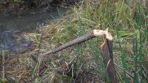 Tree gnawed by a beaver at the shore of a small river in an autumn forest photo