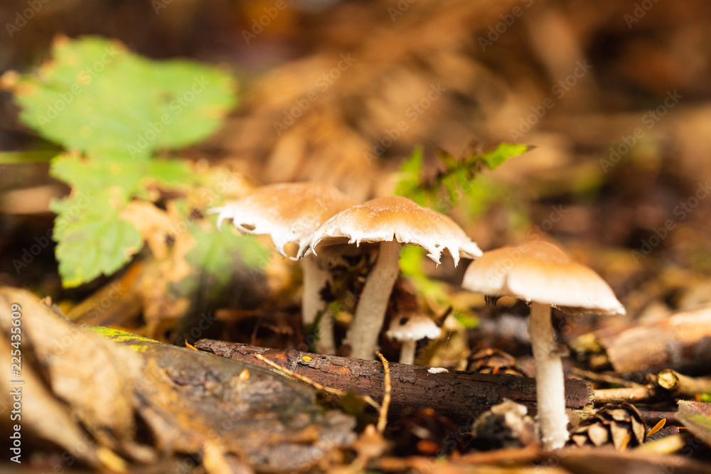 mushrooms in forest 