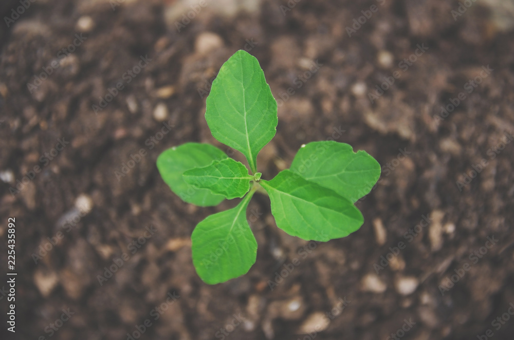 Greenery of young plant and seedling are growing in the soil with morning light. Greenery of young plant and seedling are growing in the soil with morning light.