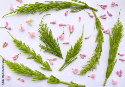 floral pattern of green branches of horsetail and small pink flowers, pastel light natural composition, top view