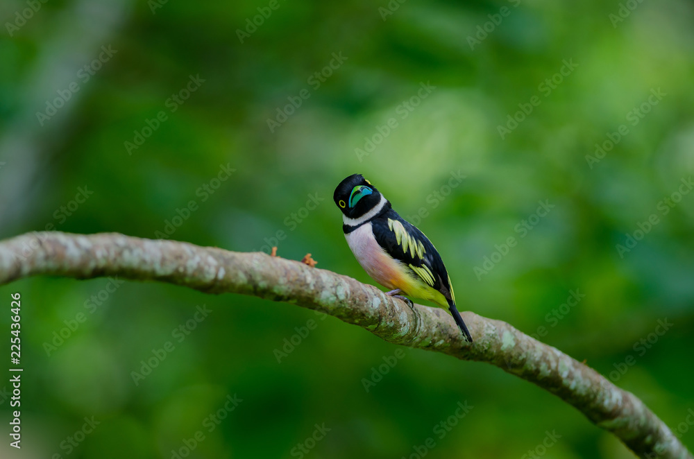 Fototapeta premium Black and Yellow broadbills perches on a brunch