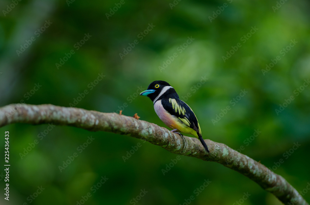 Fototapeta premium Black and Yellow broadbills perches on a brunch
