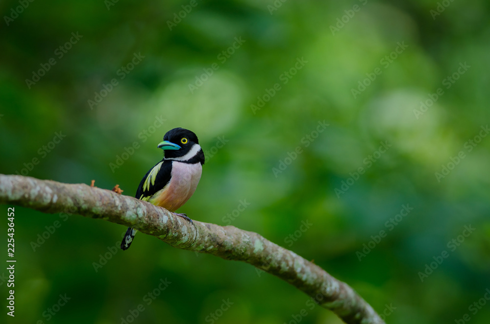 Fototapeta premium Black and Yellow broadbills perches on a brunch