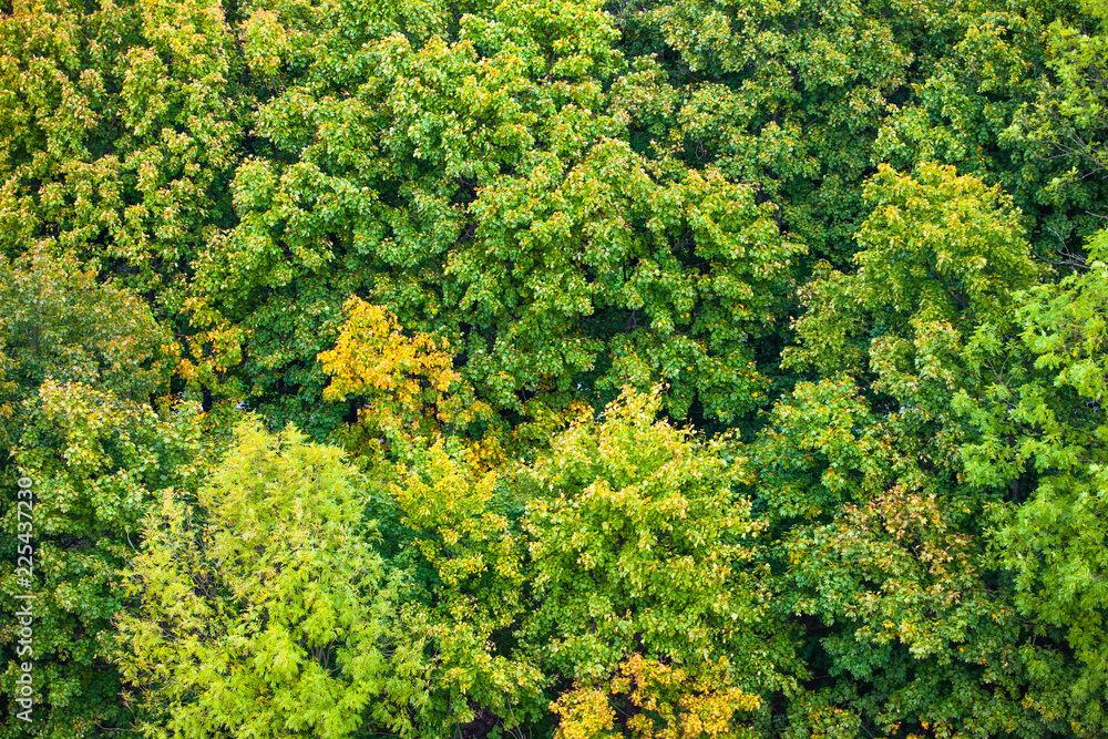 top view of the bright crowns of trees, background texture