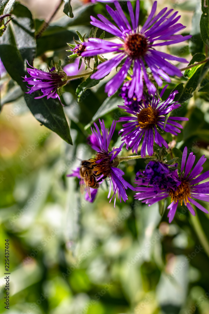 Close Up of a North American Honey Bee On the Orange Center of a Purple Flower