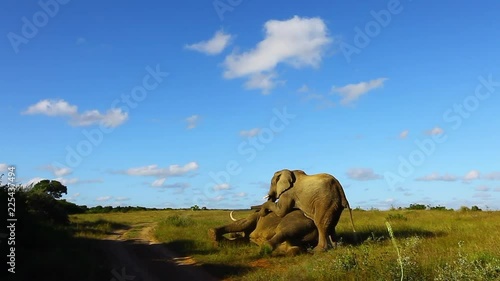 Young bull elephants try to dominate and older bull elephant, Loxodonta africana by standing on top of him during winter at Kariega Private Game reserve in eastern cape region of South Africa photo