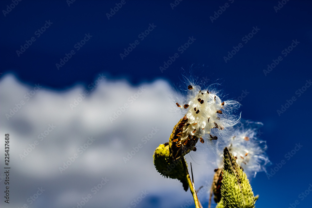 Milkweed Releasing its Silky Seed Pod Into the Wind