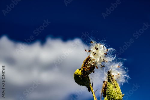 Obraz na płótnie Milkweed Releasing its Silky Seed Pod Into the Wind w salonie