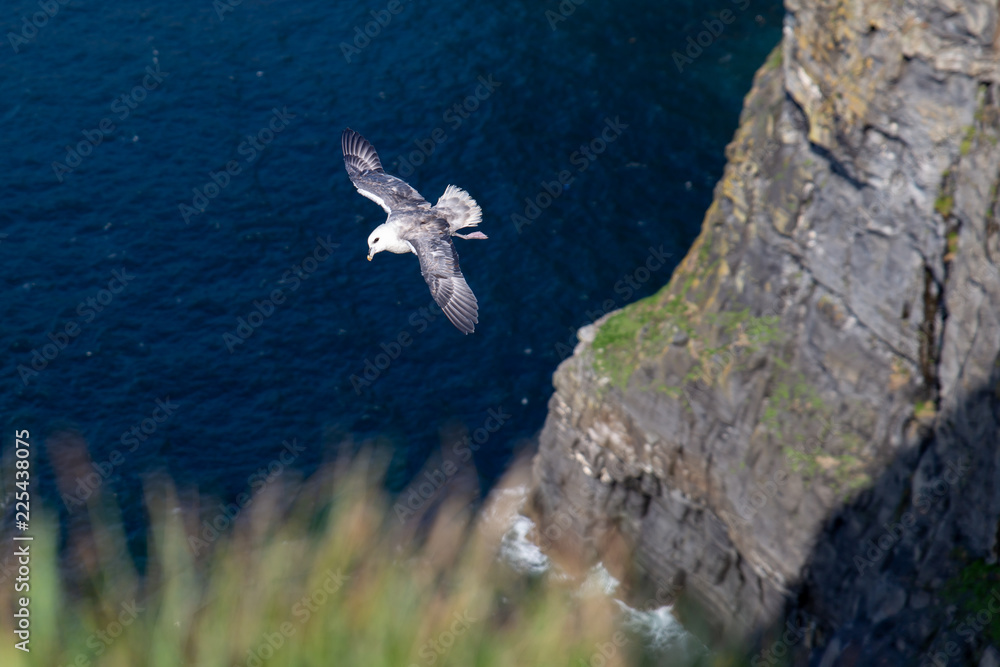 Fulmar Flying at Cliffs