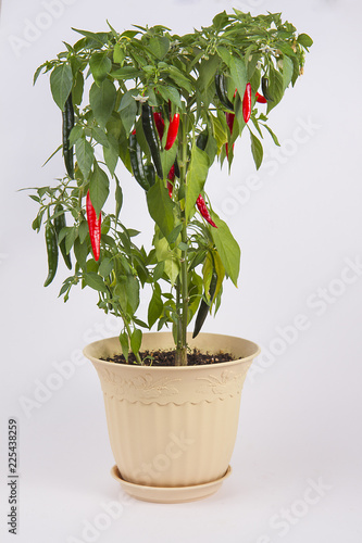 chilli pepper in a pot on a white background