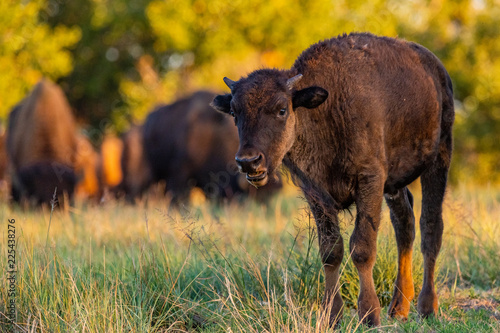Fototapeta Naklejka Na Ścianę i Meble -  A Young Bison Calf in Colorado
