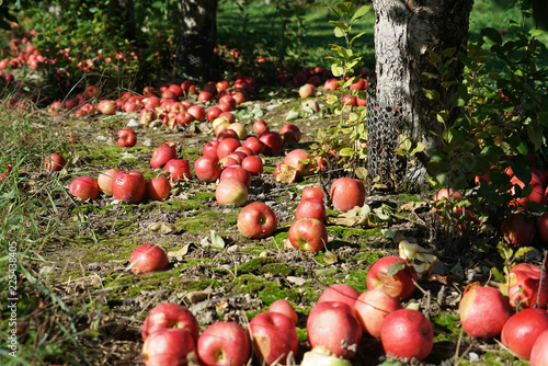 Fallen apples under the tree in the orchard