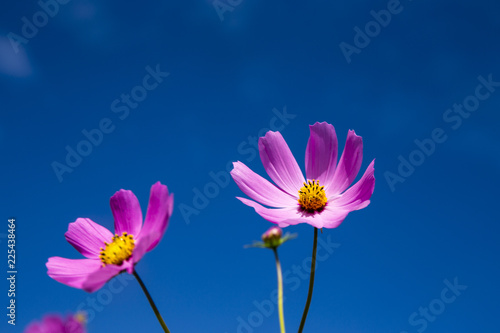 Cosmos flowers field